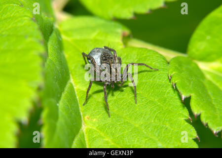 Schwarze Spinne sitzt auf einem grünen Blatt Stockfoto