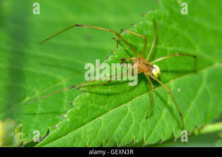 Die gelbe Spinne sitzt auf grünes Blatt Stockfoto