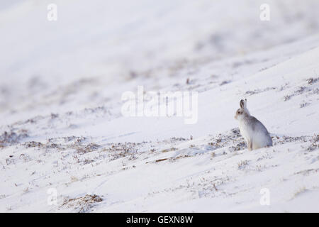 Schneehase im winter Stockfoto