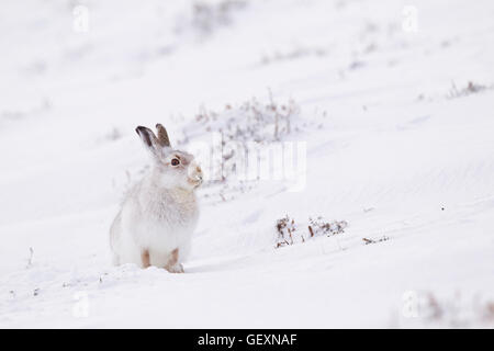 Schneehase im winter Stockfoto