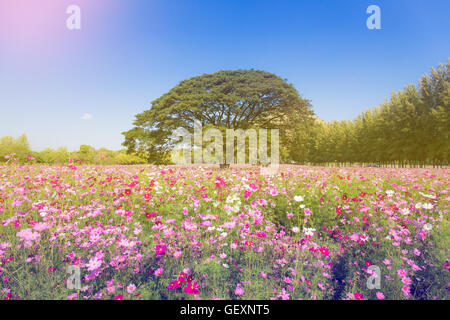 Hübsche Kosmos Blumen und großen Baum im Garten mit Himmelshintergrund Stockfoto