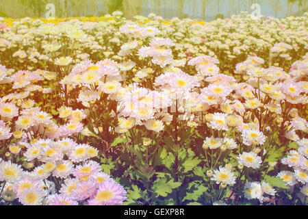 Weiße Chrysantheme im Garten Pastell Farbe-Ton-Stil Stockfoto