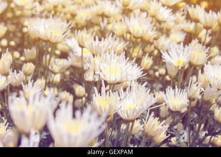 Weiße Chrysantheme im Garten Pastell Farbe-Ton-Stil Stockfoto