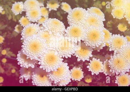 Weiße Chrysantheme im Garten Pastell Farbe-Ton-Stil Stockfoto