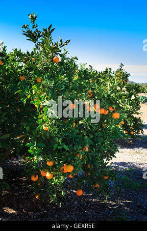 Orangen Reifen in der Sonne auf Oarnge Bäume in Valencia in Spanien. Stockfoto