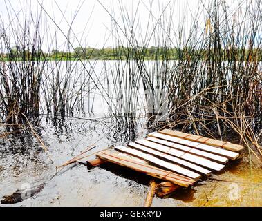 Industrielle gemalten Holzpalette schwimmende mit hohen Gräsern im Feuchtgebiet in Bibra Lake in Western Australia. Stockfoto