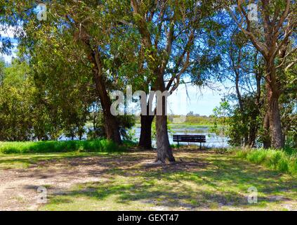 Bank in ruhiger Lage in das Feuchtgebiet von Bibra Seengebiet mit Blick auf den See und einheimischen Pflanzen in Western Australia. Stockfoto