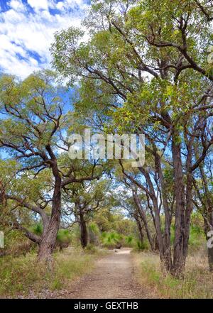 Hohe Bäume säumen einen sandigen Weg durch die native Buschland mit Yakka Bäume unter blauem Himmel mit Wolken in Western Australia. Stockfoto