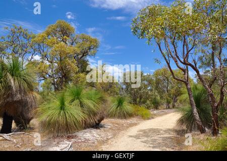 Sandigen Pfad durch die üppige einheimische Flora mit hohen Bäumen und Grasbäume im Buschland in Bibra Lake in Western Australia. Stockfoto