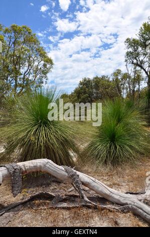 Log mit vergießen Rinde drapiert über das Protokoll in Bibra Lake Buschland mit Grasbäume und einheimische Bäume in Western Australia gefallen. Stockfoto