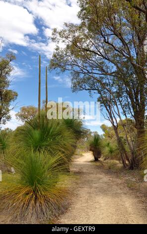 Weg durch native Buschland mit stacheligen Yakka Bäumen und hohen Bäumen bei blau bewölktem Himmel in Bibra Lake, Western Australia. Stockfoto