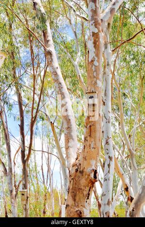 Fledermaus Verschachtelung Haus mit Bild hängt an einer Eukalyptus-Baum mit grünen Blättern und Himmel in Western Australia Buschland. Stockfoto