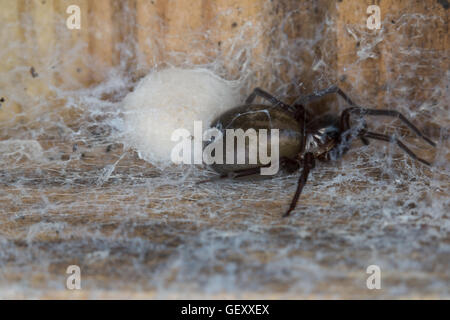 Eine weibliche Spitze Weaver Spider (Amaurobius Similis) zu schützen ist die Kammer in Durham, England genommen Zucht. Stockfoto