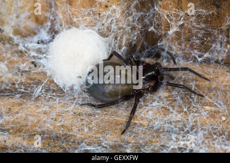 Eine weibliche Spitze Weaver Spider (Amaurobius Similis) zu schützen ist die Kammer in Durham, England genommen Zucht. Stockfoto