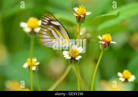 Kleiner Schmetterling auf mexikanische Daisy Blume mit natürlichen grünen Hintergrund. Stockfoto