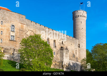 Die Pikk Hermann Turm und Burg auf dem Domberg. Tallinn, Estland, Baltikum, Europa Stockfoto