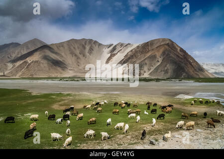 Kühe und Ziegen weiden auf der Alm im Karakorum-Gebirge in China Stockfoto