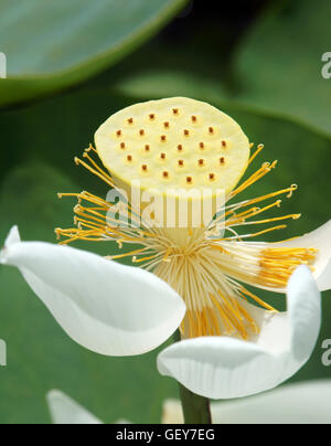 Vietnamesische Blume, reine weiße Lotusblüte, Symbol von Vietnam im Mekong-Delta, Nahaufnahme des schönen bloossom Stockfoto