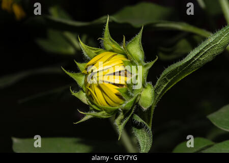 Nahaufnahme eines geschlossenen Sonnenblume Knospe und Blätter Stockfoto