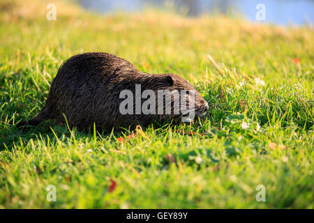 Eine europäische Wasser-Wühlmaus (Arvicola Amphibius) am Ufer eines kleinen Teiches in das Petit Trianon auf dem Gelände des Palastes des Stockfoto