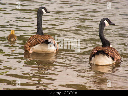 Kanada Gänse, Eltern und Gänsel im Wasser Stockfoto