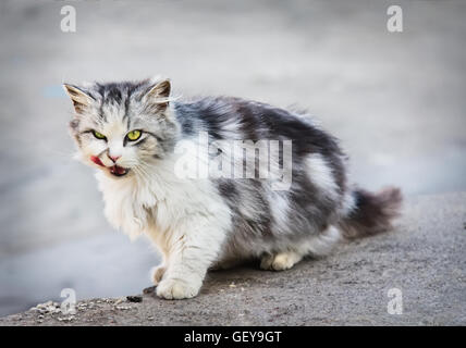 Graue Obdachlose lecken Katze sucht nach Kamera im freien Stockfoto