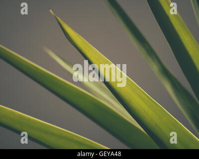 Detail einer tropischen Dracaena Marginata Blume Stockfoto