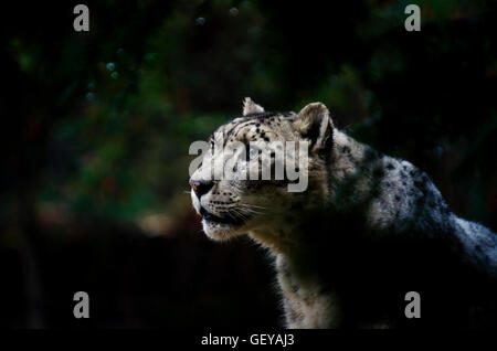 Gefangene Schneeleoparden in der Bronx Zoo, NY Stockfoto