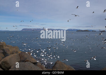 Große Herde von Möwen in Island Stockfoto