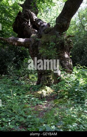 Alte Eiche am Brankley Weiden, Barton-unter-Needwood, Staffordshire Stockfoto