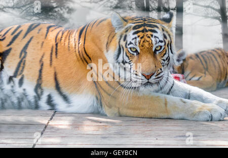 wildes Tier der Amur-Tiger liegend Nahaufnahme Stockfoto