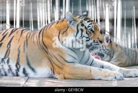 wildes Tier der Amur-Tiger liegend Nahaufnahme Stockfoto