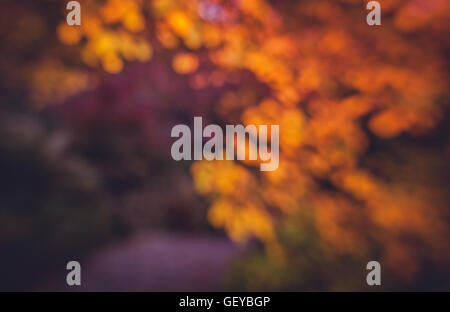 Verbreitet Herbstfarben orange und goldenen Blätter bei Sonnenuntergang Stockfoto