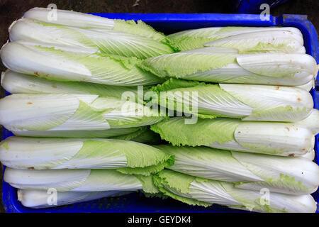 Oganic Essen Napa, Nappa oder Chinakohl Array in Reihen am Marktplatz, am meisten benutzt in der asiatischen Küche, vegetarisch Stockfoto