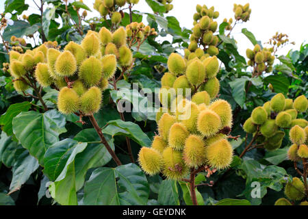 Curry-Werk in Vietnam Stockfoto