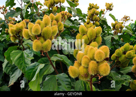 Curry-Werk in Vietnam Stockfoto