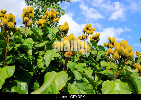 Curry-Werk in Vietnam Stockfoto