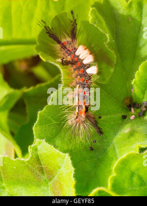 Larve einer Vapourer Moth Orgyia Antiqua in einem North Yorkshire-Garten im Juli Stockfoto