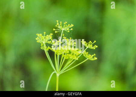 Dill im Garten Stockfoto