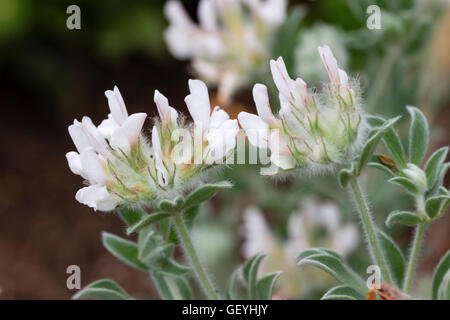 Weiße Erbse Blumen von strauchartigen Kanarische Klee, Lotus hirsutus Stockfoto