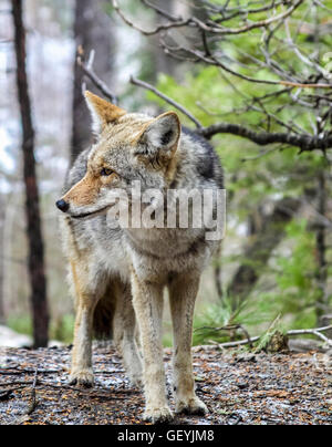 Kojote im Yosemite National Park Stockfoto