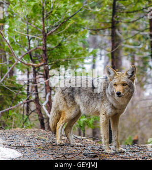 Kojote im Yosemite National Park Stockfoto