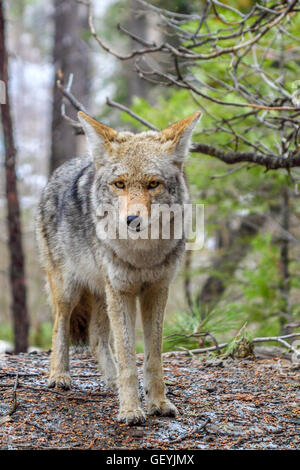 Kojote im Yosemite National Park Stockfoto