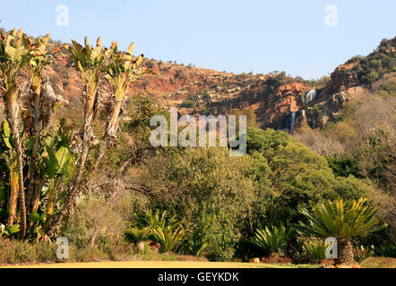 Bäume und Berge, Walter Sisulu National Botanical Gardens, Roodepoort, Johannesburg, Gauteng, Südafrika, 06.11.2011 Stockfoto