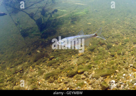 Gemeinsamen Ukelei Unterwasser, UK Stockfoto