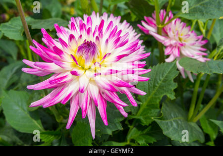 Dahlie "Jura", eine kleine Blumen halb Cactus Dahlie Blüte im Sommer in West Sussex, England, UK. Single Dahlie Jura Blume Nahaufnahme. Dahlien. Stockfoto