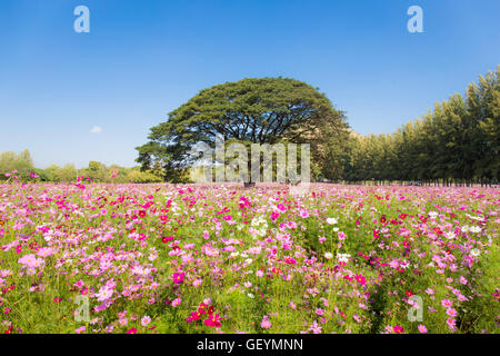 Hübsche Kosmos Blumen und großen Baum im Garten mit Himmelshintergrund Stockfoto