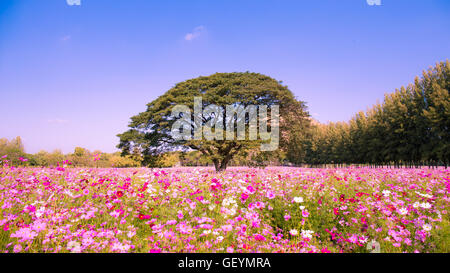 Hübsche Kosmos Blumen und großen Baum im Garten mit Himmelshintergrund Stockfoto
