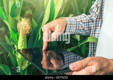 Landwirt mit digitalen Tablet-Computer im Maisfeld, moderne Technologie Anwendung in der Landwirtschaft wachsende, selektive fo Stockfoto