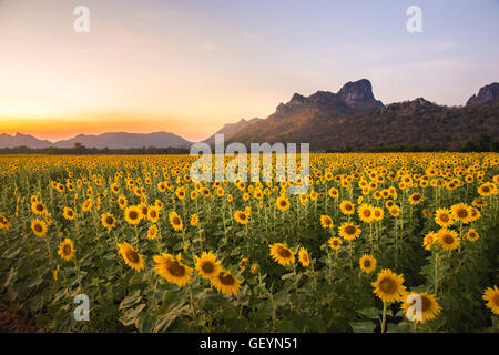 Bereich der blühenden Sonnenblumen auf einem Hintergrund Sonnenuntergang oder in der Dämmerung der Zeit in Lopburi Thailand Stockfoto